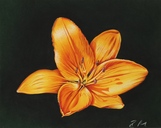06-lilie.jpg