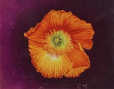 07-mohn.jpg