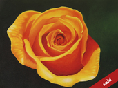 14-rose.jpg
