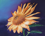 19-sonnenblume-062019-web.jpg